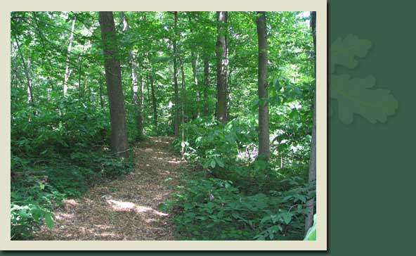amish country log cabin lodging